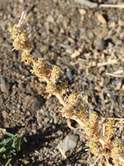 Amaranthus dinteri