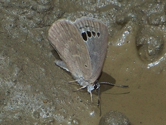 Caerulea coeligena