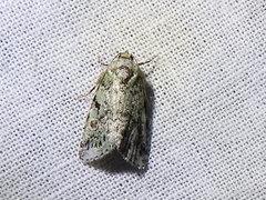 Maliattha concinnimacula