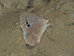 Caerulea coeligena
