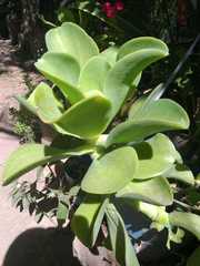 Aeonium arboreum arboreum