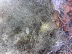 Tyrophagus