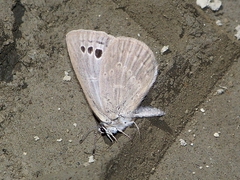 Caerulea coeligena