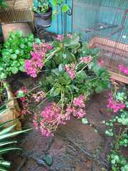 Bergenia crassifolia