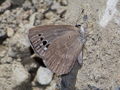 Caerulea coeligena