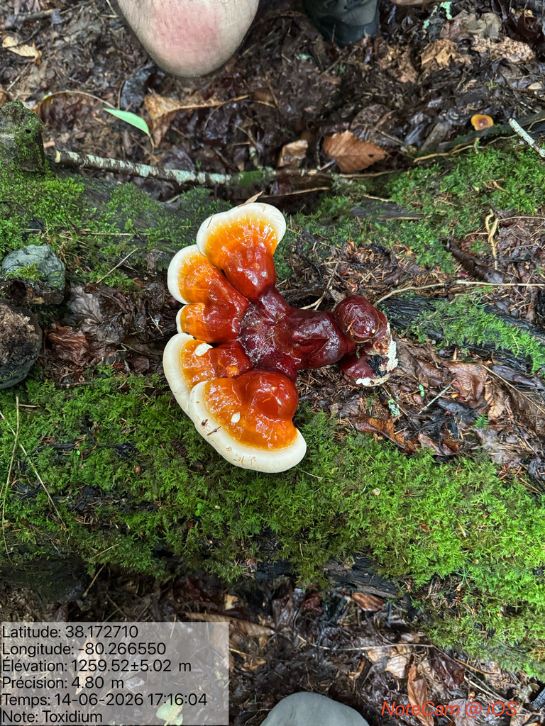 hemlock varnish shelf · June 2026 · photo: Photo: no rights reserved · iNaturalist