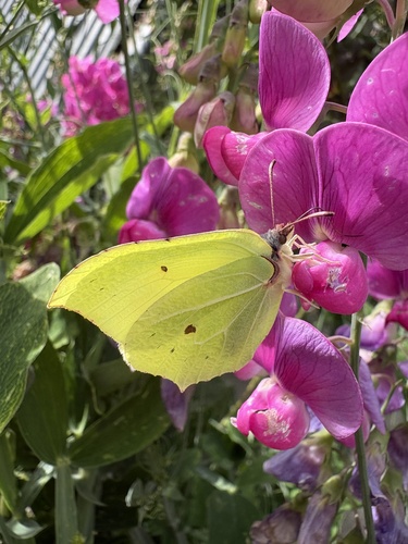 Common Brimstone