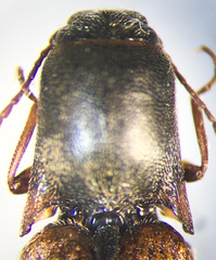 Agriotes limosus