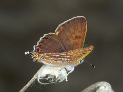 Lycaena li