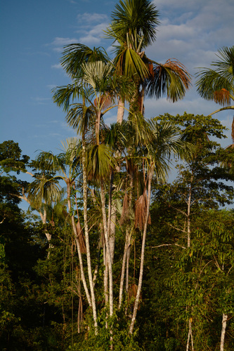 Mauritiella armata, photograph 2