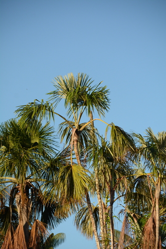 Mauritiella armata, photograph 4
