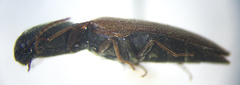 Agriotes limosus