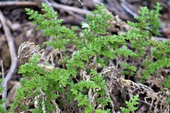 Selaginella pallescens