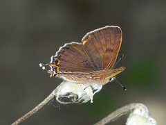 Lycaena li