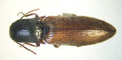 Agriotes limosus