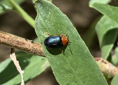 Plagiodera arizonae