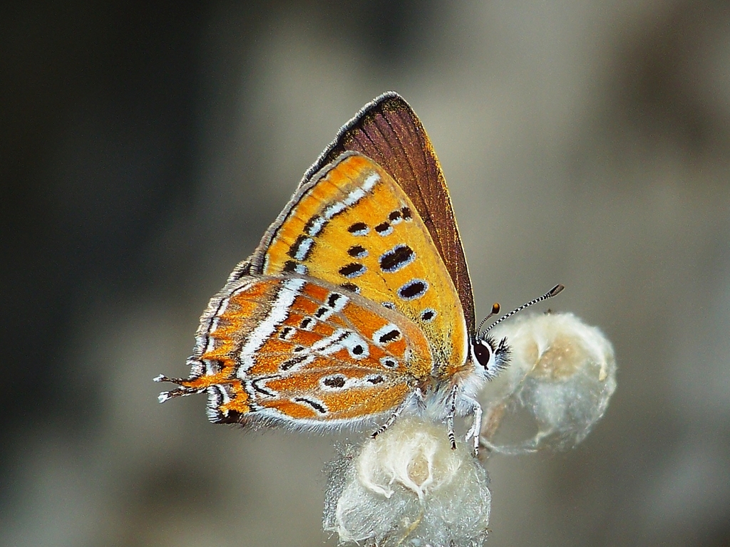 Oberthür's Copper