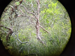 Arctostaphylos refugioensis