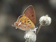 Lycaena li