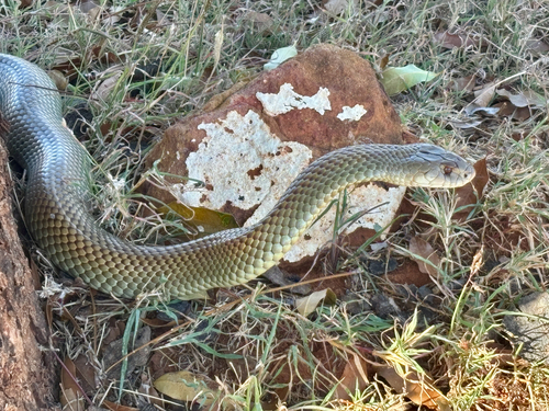 Mulga Snake
