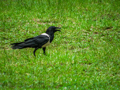 Pied Crow