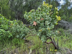 Arctostaphylos refugioensis