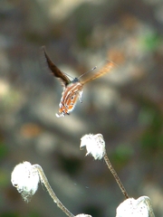 Lycaena li