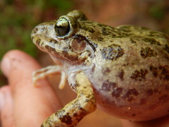 Craugastor augusti cactorum