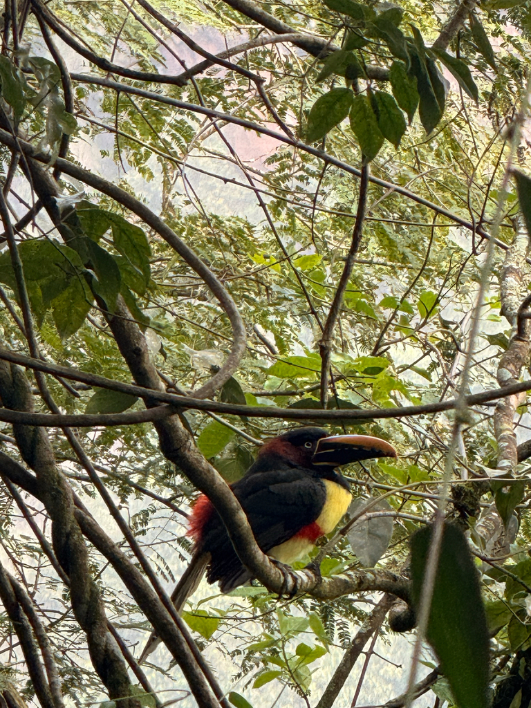 Chestnut-eared Araçari