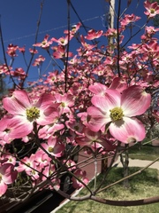 Cornus florida rubra