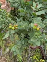 Arctostaphylos refugioensis