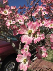 Cornus florida rubra