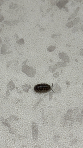 Nosy Pill Woodlouse