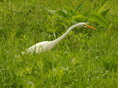 Ardea alba