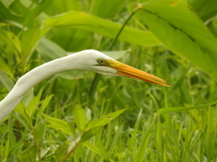 Ardea alba