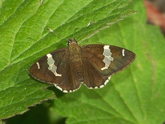 Celaenorrhinus tibetana