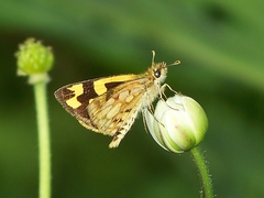 Carterocephalus alcinoides
