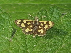 Carterocephalus alcinoides