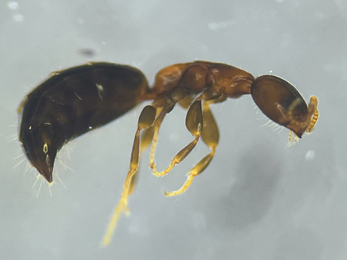 Sclerodermus observed 2026-06-14