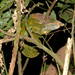 O'Shaughnessy's Chameleon - Photo (c) copepodo, some rights reserved (CC BY-NC-ND)