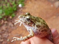 Craugastor augusti cactorum