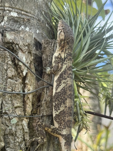 Common Monkey Lizard