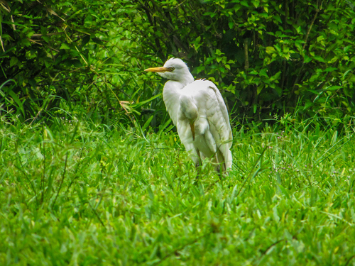 Western Cattle-Egret