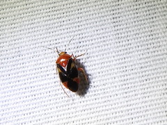 Neocapsus cuneatus
