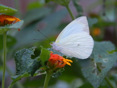 Leptophobia