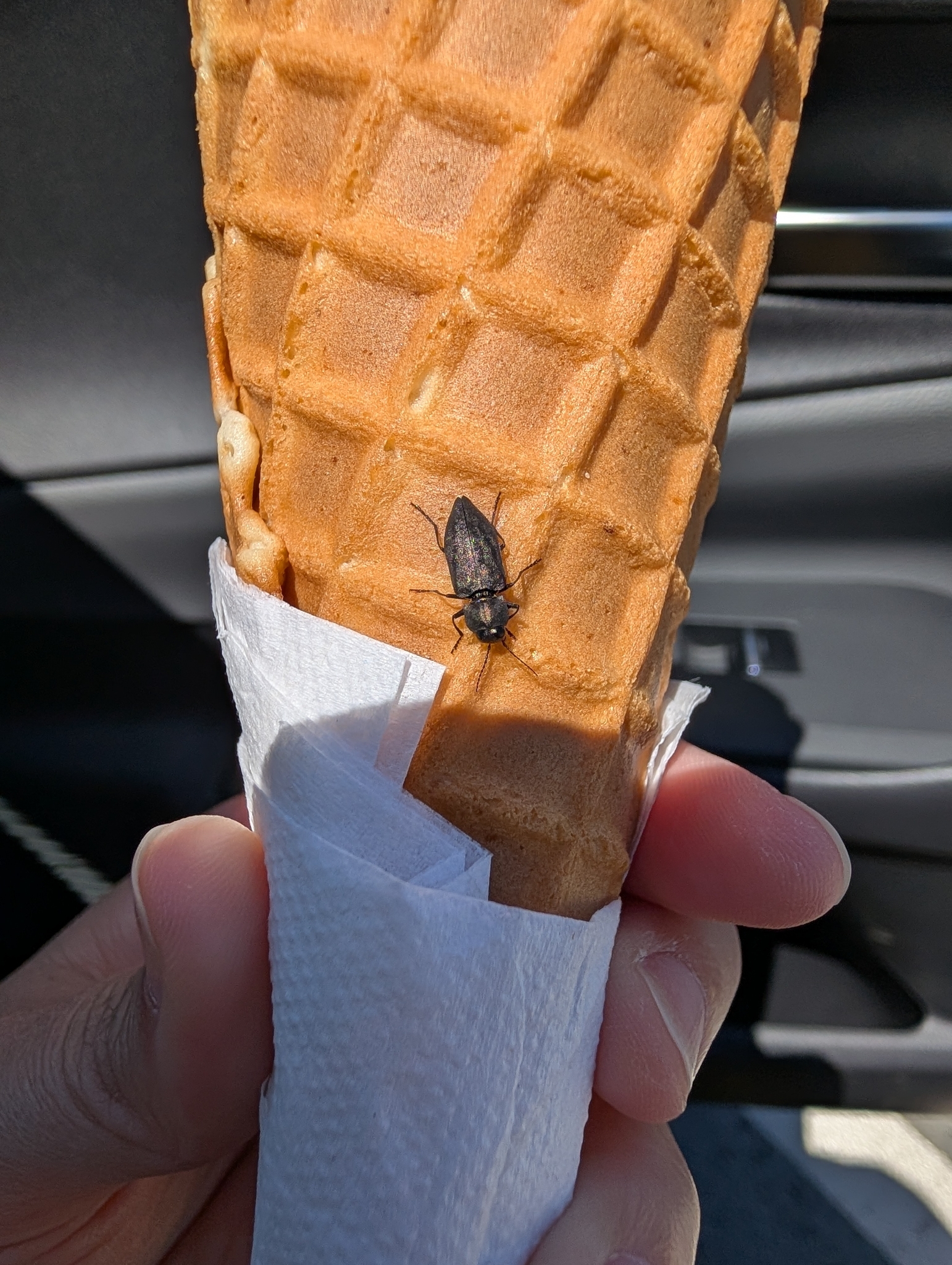 Melanophila acuminata