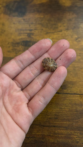 Acmaea antillarum, 2026-06-14