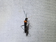 Pseudoxenetus regalis