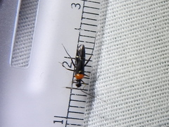 Pseudoxenetus regalis