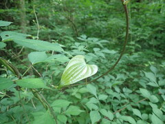Dioscorea japonica, photograph (c) 村山史世　（Fumiyo MURAYAMA), some rights reserved (CC BY)